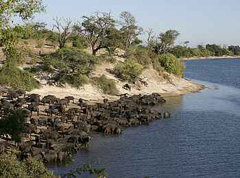 Chobe Elephant Camp: Büffelherde am Chobe River Chobe Elephant Camp: Büffelherde am Chobe River