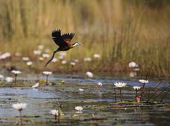 Duke´s East: Birding Duke´s East: Birding
