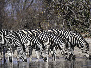 Duma Tau Camp: Zebras
