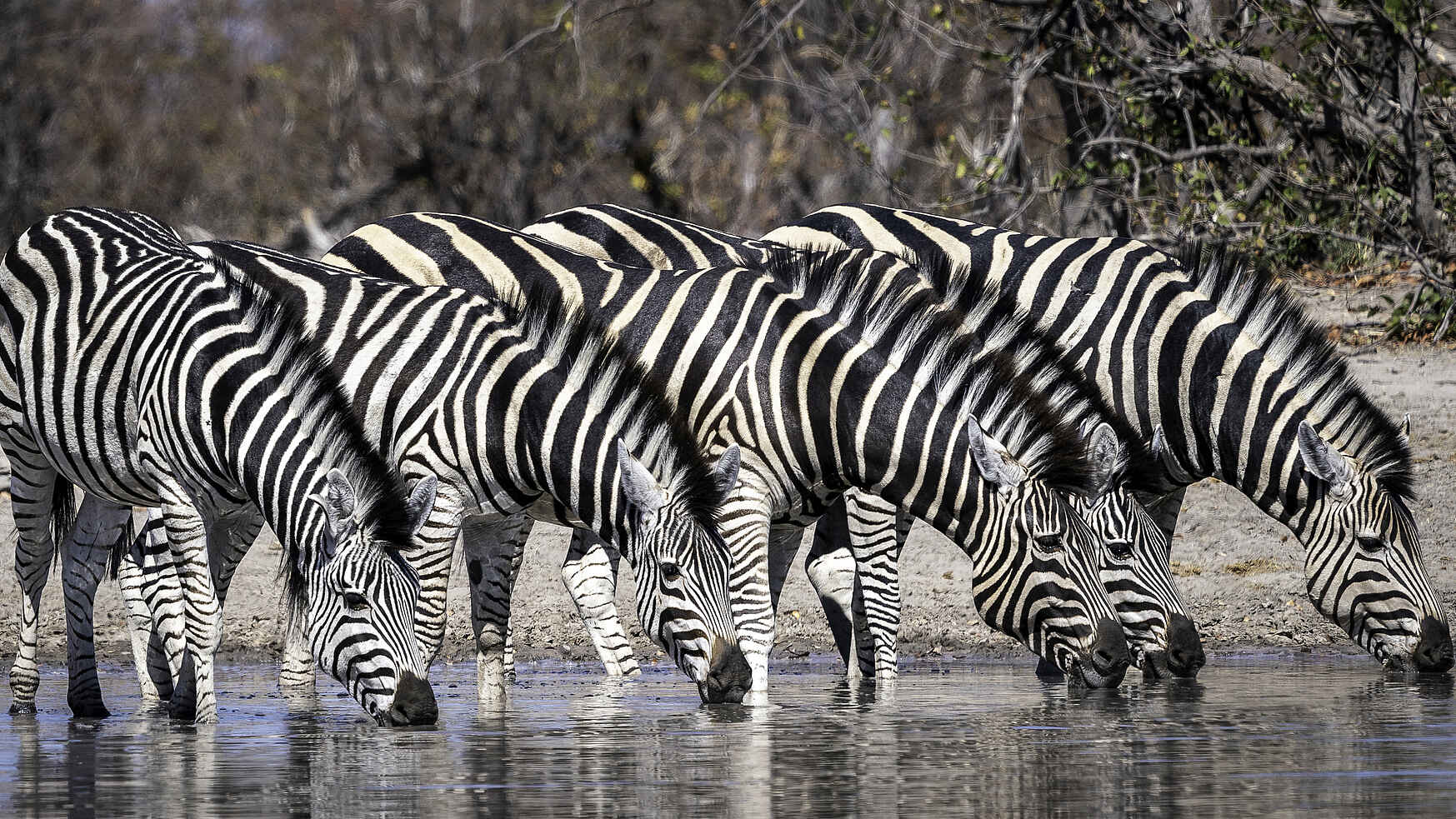 Duma Tau Camp: Zebras