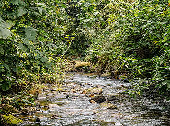 Erebero Hills: Ein Fluss im Regenwald Erebero Hills: Ein Fluss im Regenwald