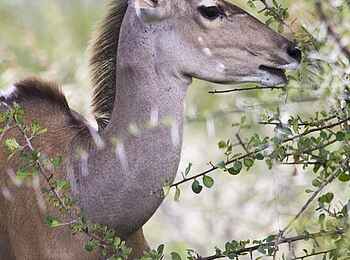 Etosha: Facettenreiches Etosha