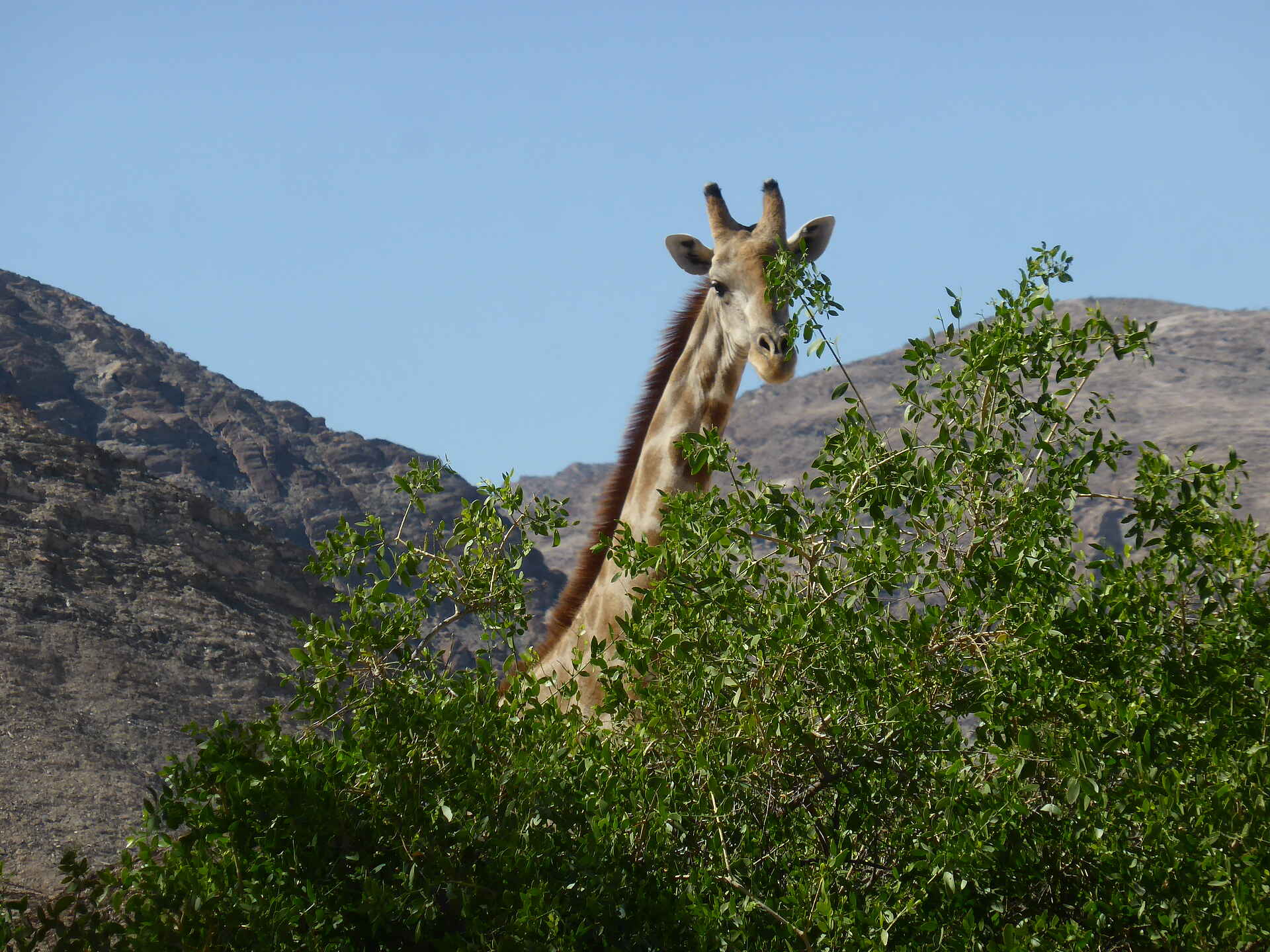 Fort Sesfontein: Eine Giraffe schaut hinter einer Baumkrone hervor Baumkrone, Berge, Bergpanorama, Giraffe, Damaraland, Fort Sesfontein, Kaokoveld, Namibia, Hoanib, Trockenfluss, Afrikarma, Afrikarma Safaris, Afrikarma Safaris – Wildnis. Hautnah., afrikarma.de
