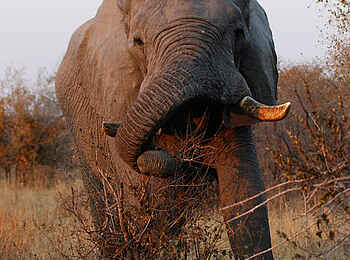 Ghoha Hills Savuti Lodge: Safari-Erlebnis der besonderen Art