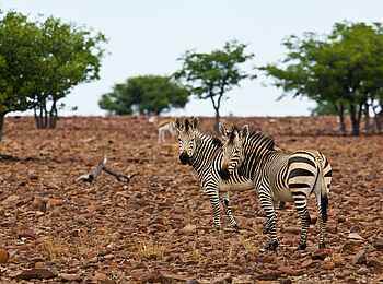 Grootberg Lodge: Bergzebras in ausgedorrter Landschaft