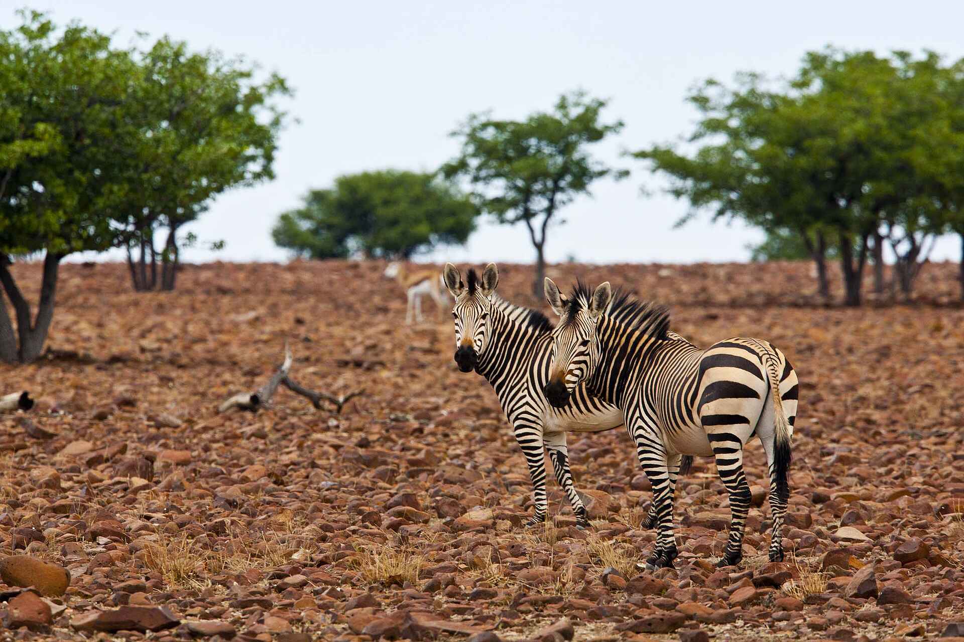 Grootberg Lodge: Bergzebras in ausgedorrter Landschaft