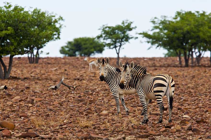 Grootberg Lodge: Bergzebras in ausgedorrter Landschaft Grootberg Lodge: Bergzebras in ausgedorrter Landschaft