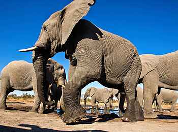 Elephant Pan Camp: Die ganze Herde