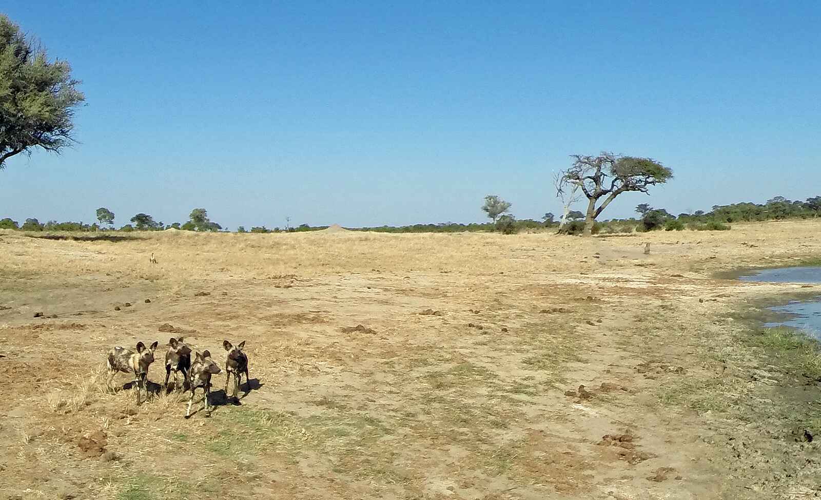 Jozibanini Camp: Wildhunde in der Nähe des Camps Jozibanini Camp: Wildhunde in der Nähe des Camps