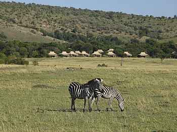Kichwa Tembo Tented Camp: Zebra-Paar Kichwa Tembo Tented Camp: Zebra-Paar