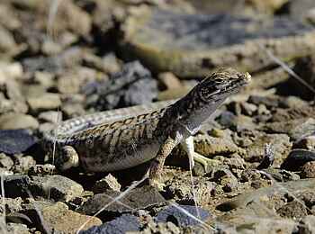 Kulala Desert Lodge: Anchietas-Wüsteneidechse