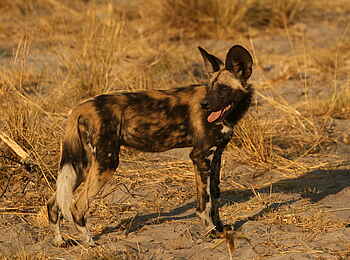 Kwara Camp: Wildhund Kwara Camp: Wildhund