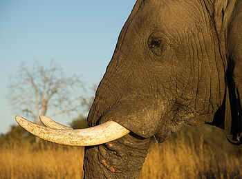 Linyanti Tented Camp: Elefanten Portrait
