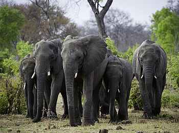 Little Makalolo Camp: Elefantenherde auf dem Weg zu einer Pfanne Little Makalolo Camp: Elefantenherde auf dem Weg zu einer Pfanne