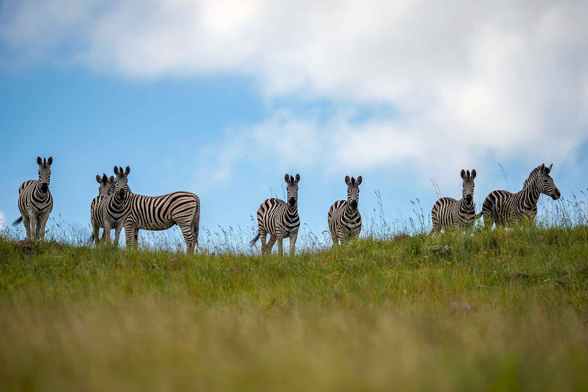 Madwaleni River Lodge: Zebras
