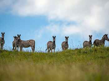 Madwaleni River Lodge: Zebras