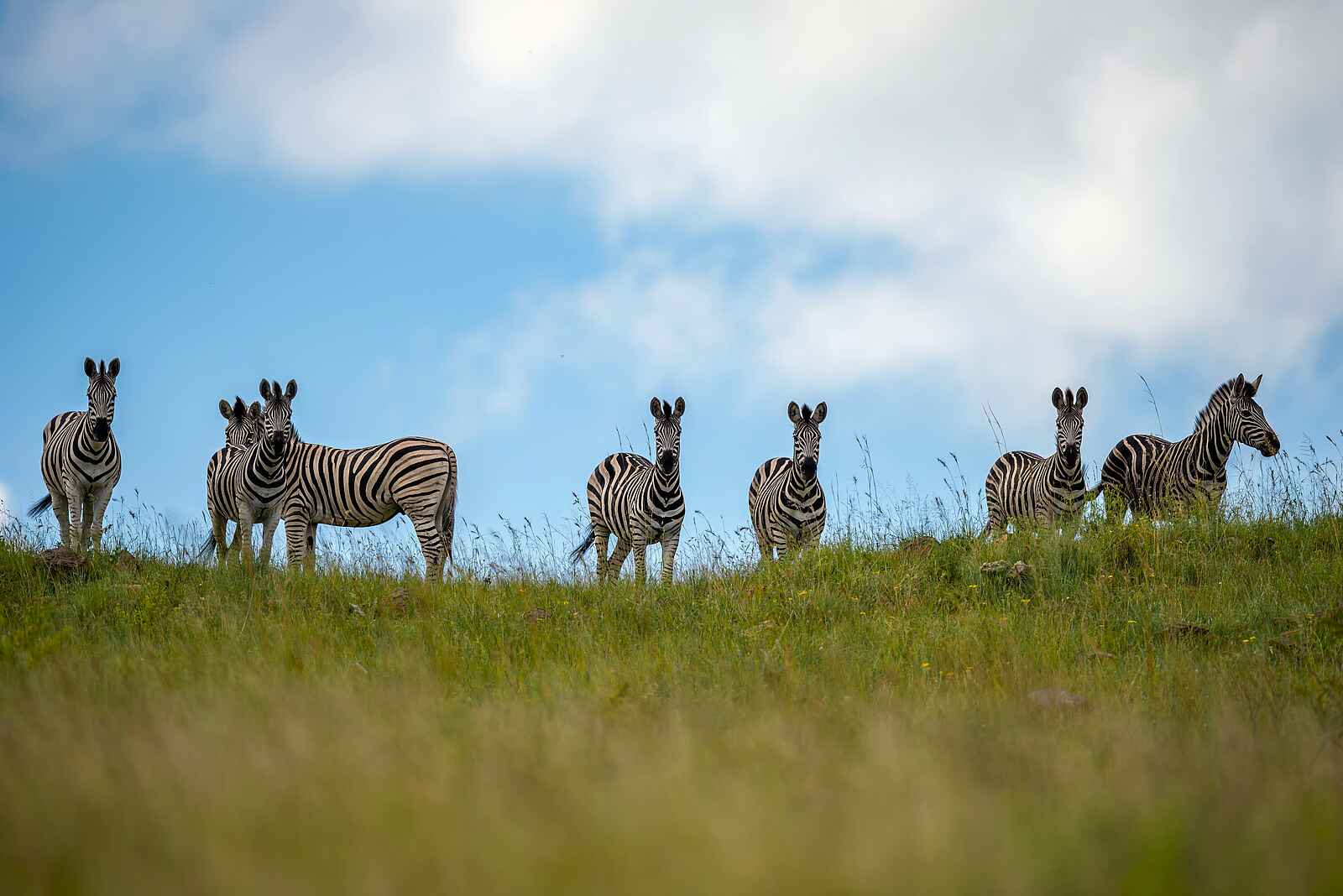 Madwaleni River Lodge: Zebras Madwaleni River Lodge: Zebras