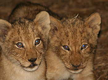 Mukambi Fig Tree Bush Camp: Zwei Löwenjunge in der Dunkelheit