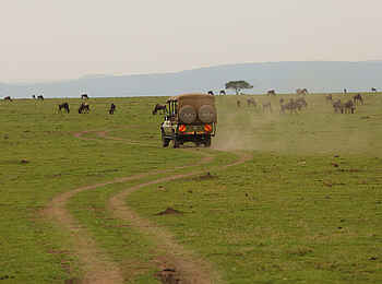 Naboisho Camp: Game Drive