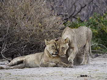 Ol Donyo Lodge: Löwinnen Ol Donyo Lodge: Löwinnen