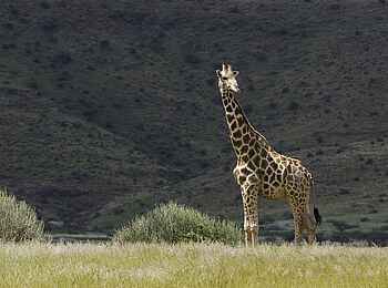 Palmwag Lodge: Angola-Giraffe
