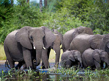 Pelo Camp: Elefantenherde Pelo Camp: Elefantenherde
