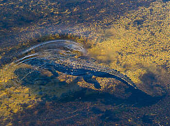 Pelo Camp: Krokodil im klaren Wasser Pelo Camp: Krokodil im klaren Wasser