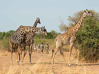 Puku Ridge Camp: Walking Safari mit Giraffen Puku Ridge Camp: Walking Safari mit Giraffen