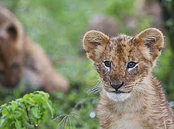 Rekero Camp: Löwenjunges Rekero Camp: Löwenjunges