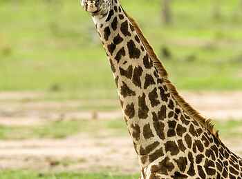 Robin Pope River Journeys: Thornicroft-Giraffe