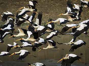 Robin Pope Safaris: Nimmersatte im Flug