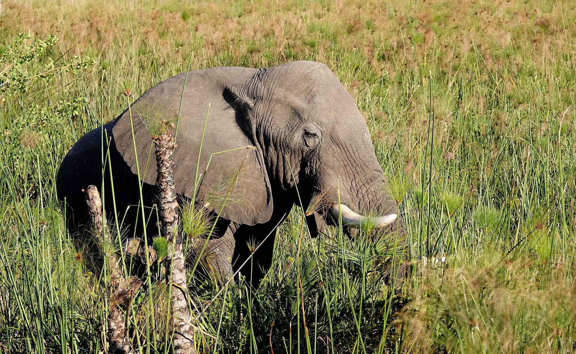 Setari Camp: Grauer Riese