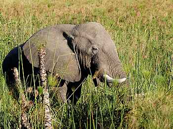 Setari Camp: Grauer Riese