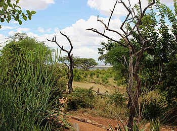 Tarangire Treetops: Aussicht