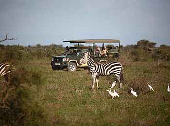 Tortilis Camp: Zebras und Vögel Tortilis Camp: Zebras und Vögel