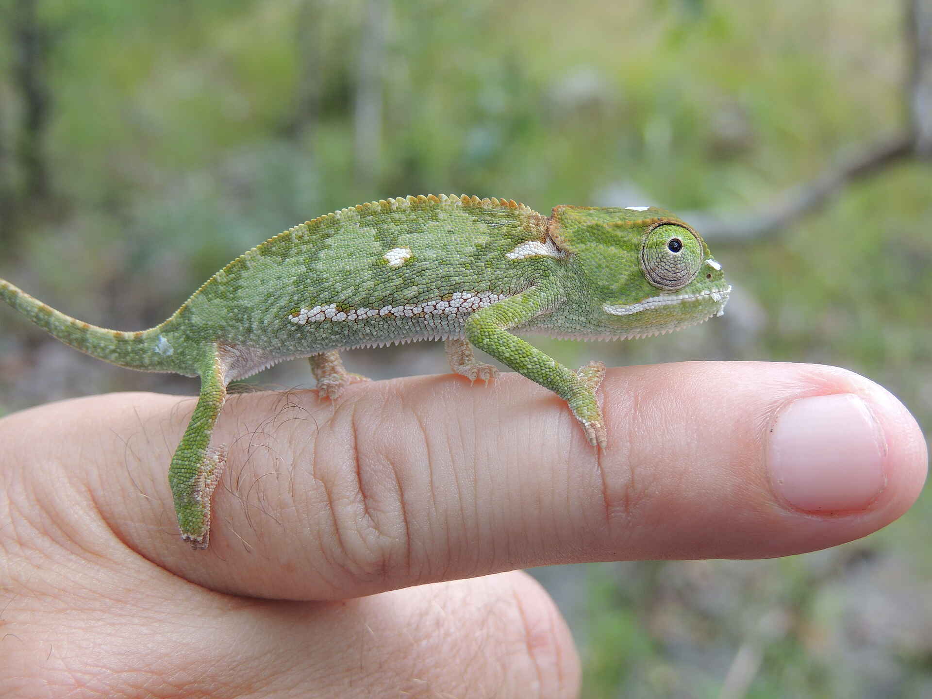 Wasa Lodge: Chamäleon Kasanka National Park, Kasanka Trust, Palmenflughund, Straw colored Fruit Bat, Wasa Lodge, Chamäleon, Reptil, Afrikarma, Afrikarma Safaris, Afrikarma Safaris - Wildnis. Hautnah., Afrikarma.de, Lavushi Manda