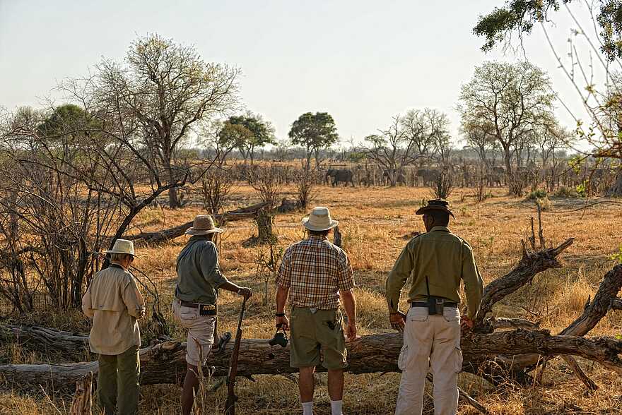 Zambezi Expeditions Camp: Auf Pirschgang Zambezi Expeditions Camp: Auf Pirschgang