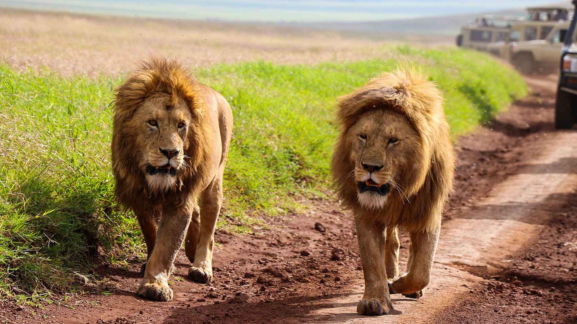 Craters Edge Lodge: Löwen