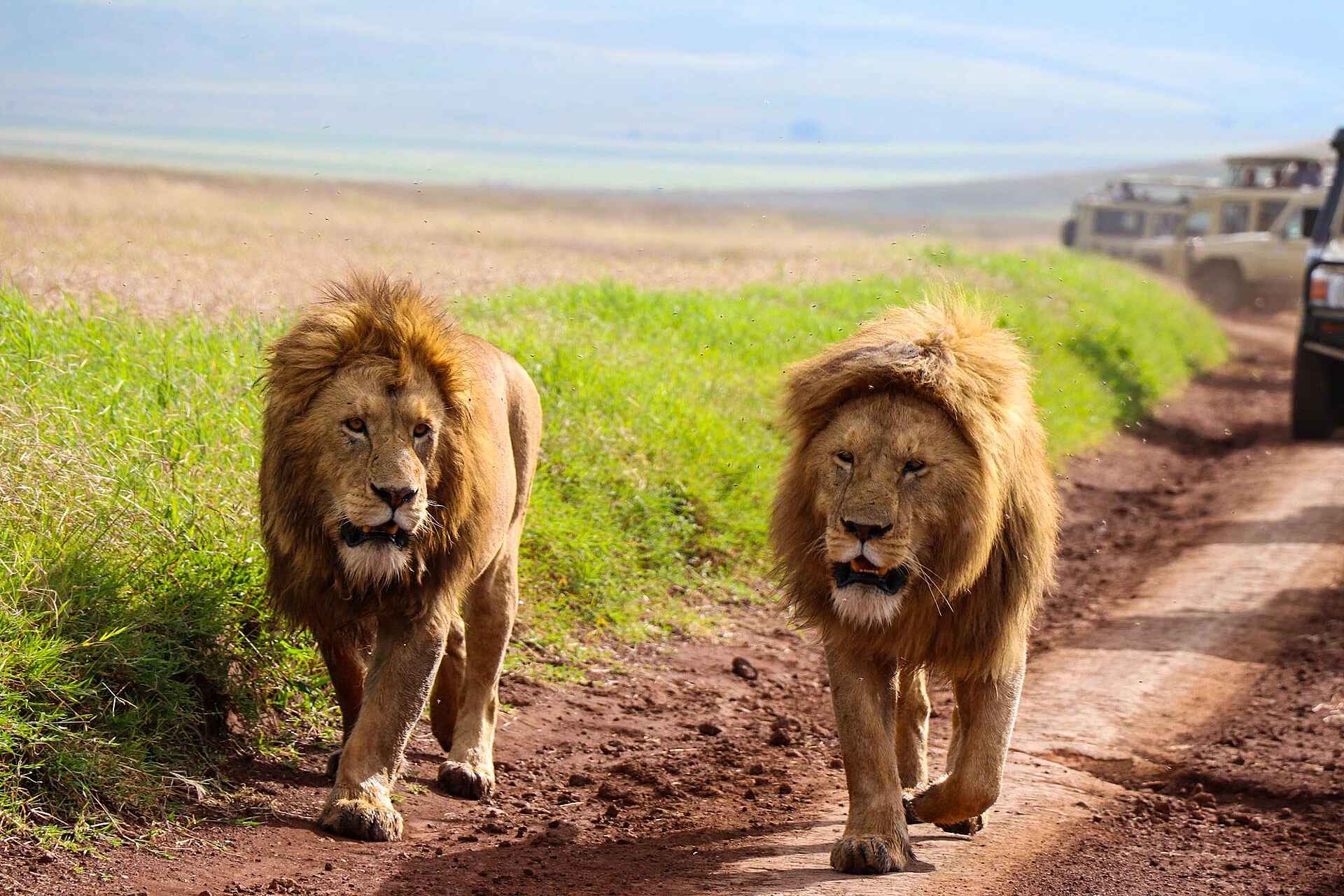 Craters Edge Lodge: Löwen Craters Edge Lodge: Löwen