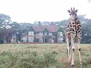Giraffe Manor: Giraffe vor Haus Giraffe Manor: Giraffe vor Haus
