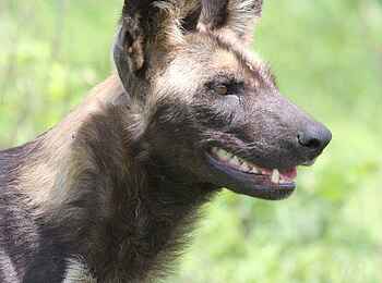 Legendary Mwiba Lodge: Wildhundkopf Legendary Mwiba Lodge: Wildhundkopf