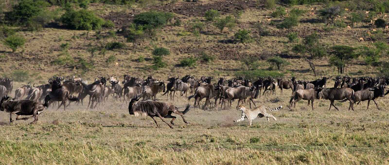 Mahali Mzuri: Gepard jagt ein Gnu Mahali Mzuri: Gepard jagt ein Gnu