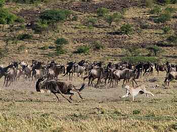 Mahali Mzuri: Gepard jagt ein Gnu