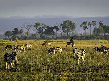 Mombo Camp: Zebras in der Savanne Mombo Camp: Zebras in der Savanne