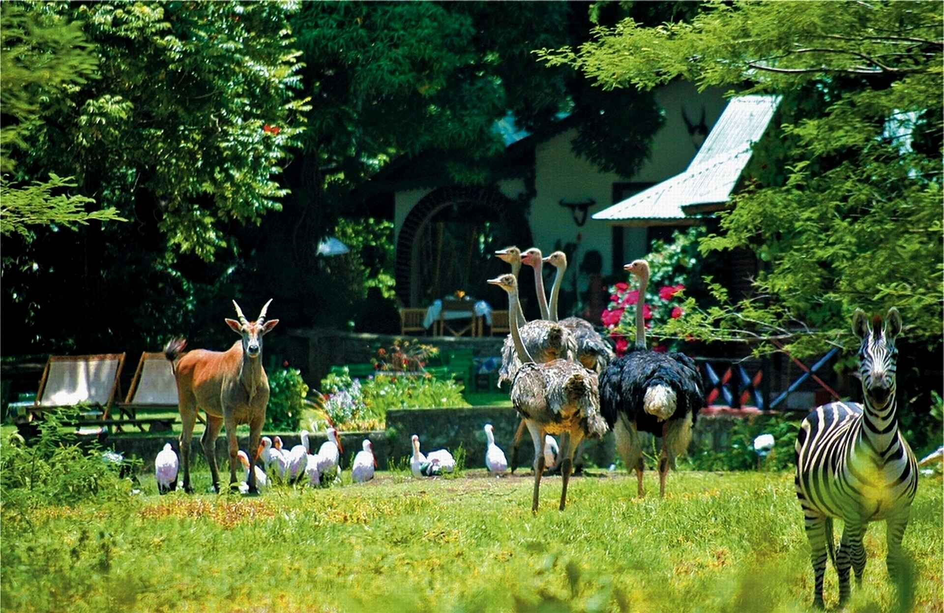 Mt. Meru Game Lodge: Tier im Garten Mt. Meru Game Lodge, Arusha, Kilimanjaro Airport, Usa River, Garten, Sanctuary, Tiere, Afrikarma, Afrikarma Safaris, Afrikarma Safaris. Wildnis. Hautnah., Afrikarma.de