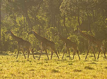 Sanctuary Olonana: Karawane Sanctuary Olonana: Karawane