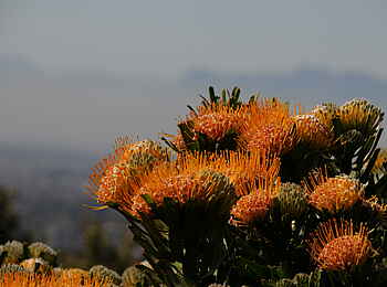 Abbey Manor Luxury Guesthouse: Unterwegs