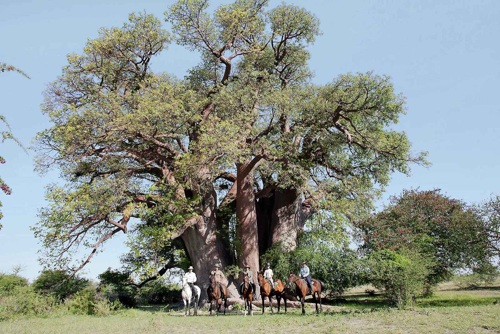 Camp Kalahari: Ausritt zum Chapman's Baobab Camp Kalahari: Ausritt zum Chapman's Baobab