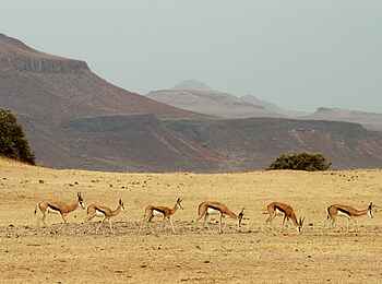 Doro Nawas: Springböcke vor Bergkulisse