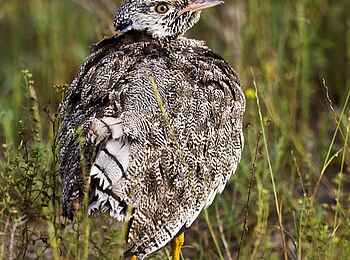 Etosha: Bewohner der Buschlandschaft